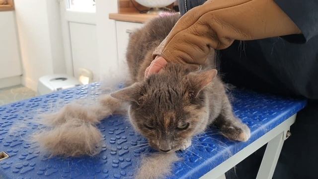 Shorthaired Cats Do Need Grooming! смотреть онлайн