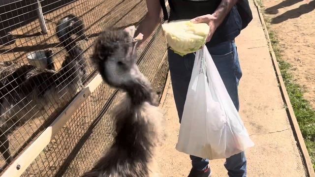 ЖИЗНЬ В КАЗАНИ\СТРАУСИНАЯ ФЕРМА\ТАТАРСКИЙ СТРАУС\СЕЛО ЯМАШУРМА смотреть онлайн