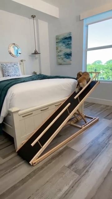 This Solutions is for all the little dogs 🐶 out there! #dogfun #doglover #shorts смотреть онлайн