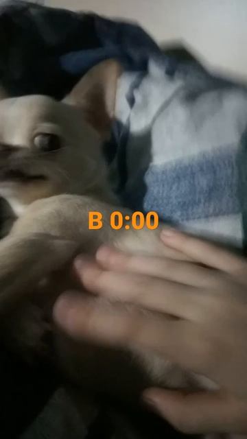 Я И СОБАКА 🐕 смотреть онлайн
