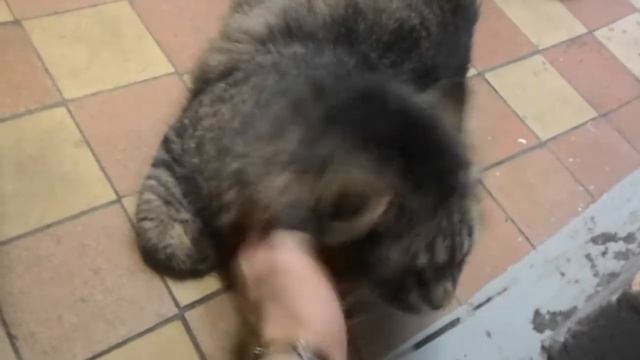 Котяра смотреть онлайн