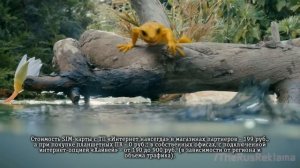 Реклама Билайн 2015 «Интернет навсегда» - Ящерица