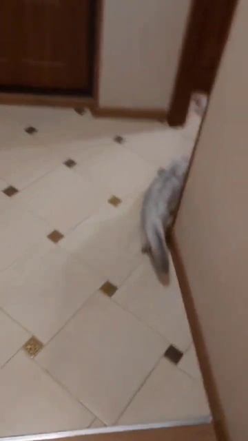 Квайра шотландская вислоухая кошечка решила переехать)))) смотреть онлайн