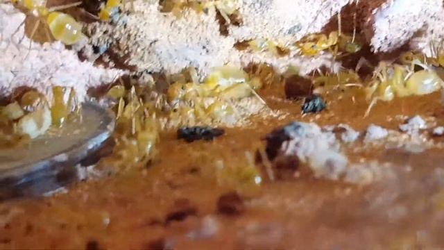 Myrmecocystus mexicanus смотреть онлайн