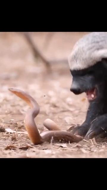 honey badger eats snake meat смотреть онлайн