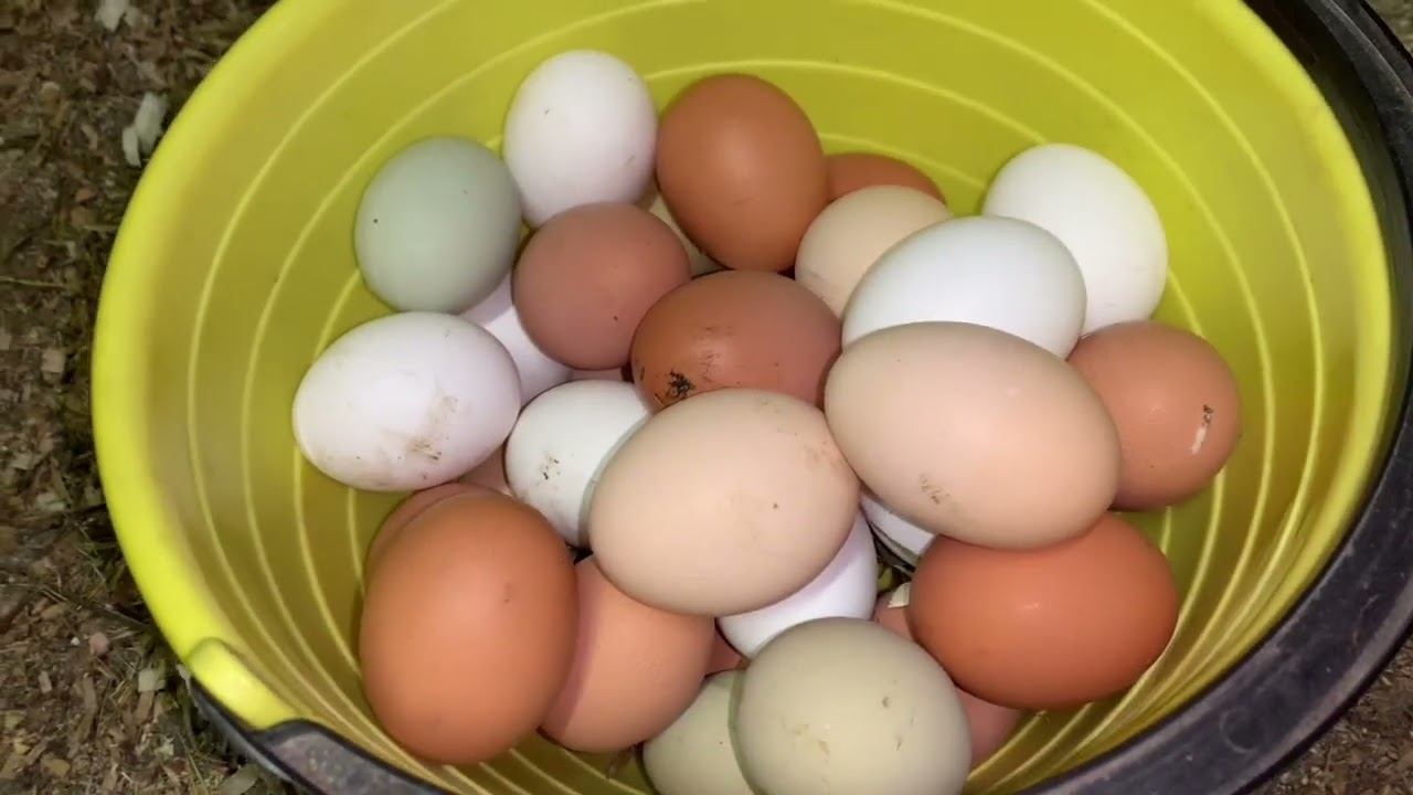 Вечер в курятнике/ вкусный чай для кур-ЛУК ОРЕГАНО ГВОЗДИКА ПЕРЕЦ ДУШИСТЫ+КАЛЬЦИЙ БОРГЛЮКОНАТ ✅ смотреть онлайн