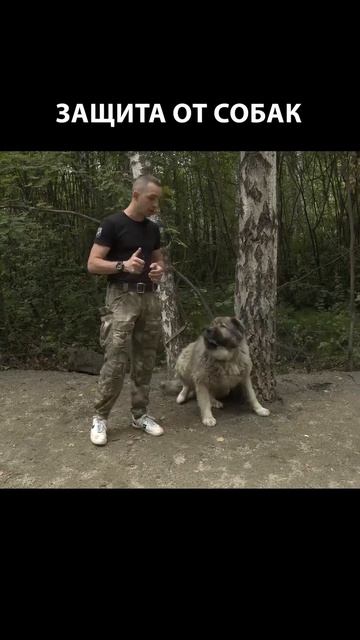Средства самообороны от собак #shorts #самооборона #баллончик смотреть онлайн