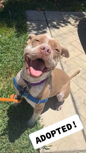 I started posting about shelter dogs and then something amazing happened… #shelterdog #do... смотреть онлайн