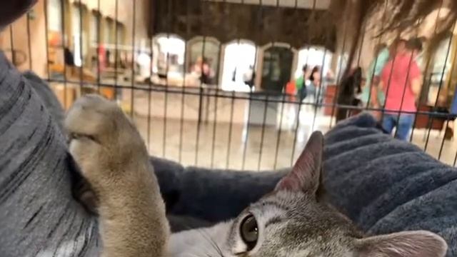 Il Singapura смотреть онлайн