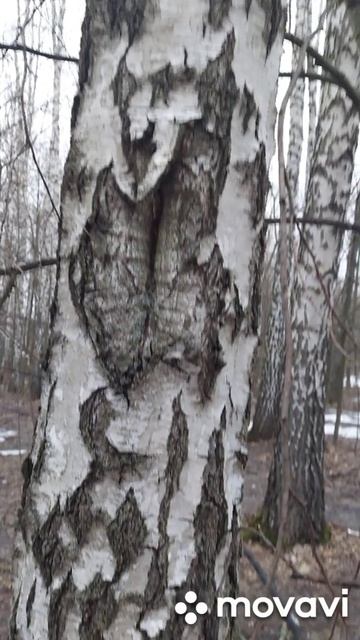 Летучие мыши и еще много чего ...#мистика #таинственное смотреть онлайн