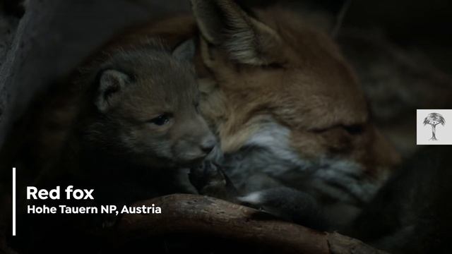 Mother's Day Special | Animal Mothers Around the World смотреть онлайн