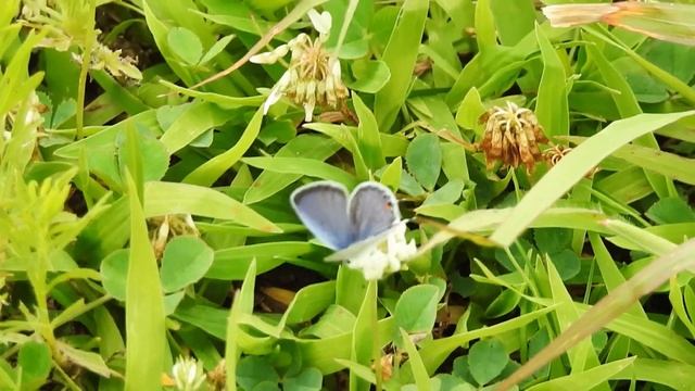 Eastern Tailed-Blue (Cupido comyntas) Barkhamsted Reservoir смотреть онлайн