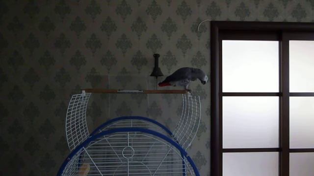 Попугай Жако Петруша 1 смотреть онлайн