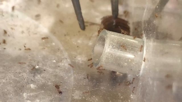 ありさんの記録＃112（餌やり）ヒメオオズアリ смотреть онлайн