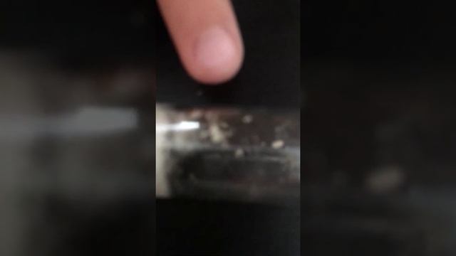 История городской матки муравьев lasius nigeria смотреть онлайн