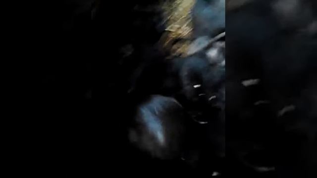 Нутрия семья смотреть онлайн