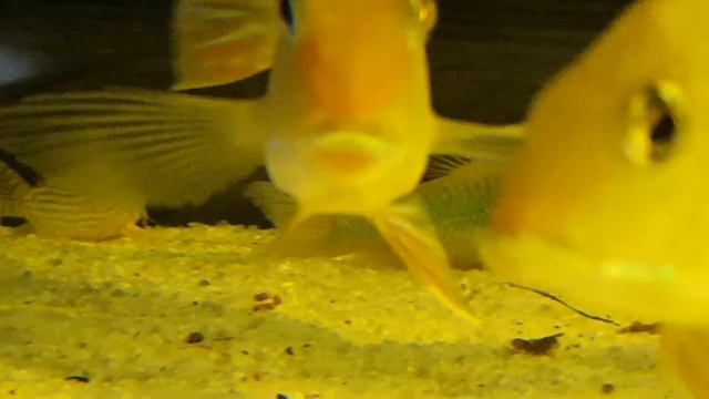 Декоративный аквариум - DiscusKiev | Wild | Biotope смотреть онлайн