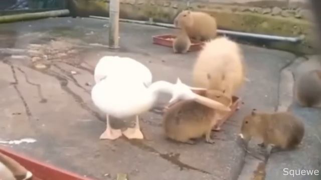 Top 5 Pelican смотреть онлайн