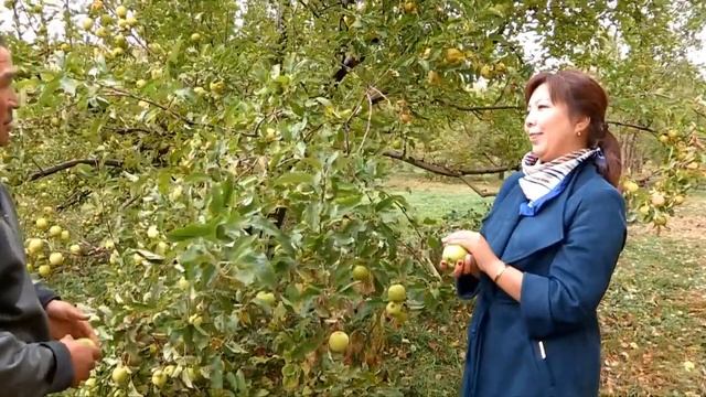 Қаратөбе-Төлеби төріндегі ауыл смотреть онлайн