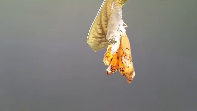 Eclosion of the Leopard Butterfly смотреть онлайн