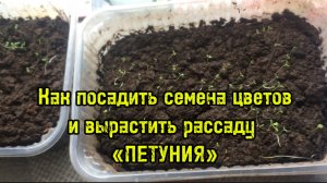 Как посадить семена петуния и вырастить рассаду для посадки в открытый грунт и горшки