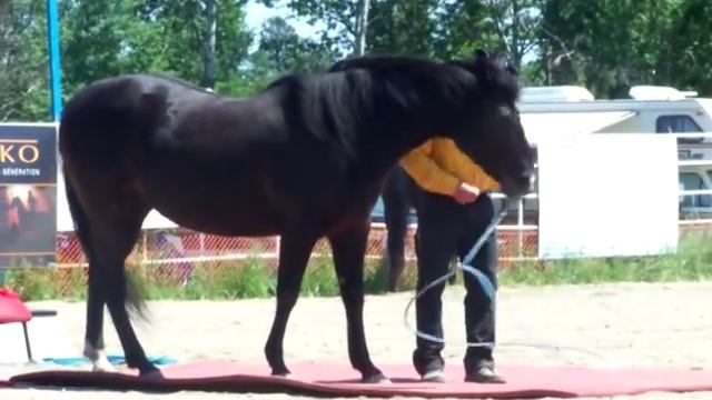 Mustang cheval savant au lasso смотреть онлайн