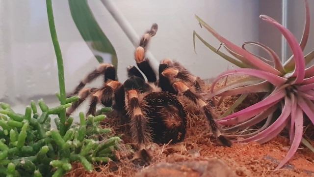 Tarantula टारेंटयुला Brachypelma Hamorii тарантул