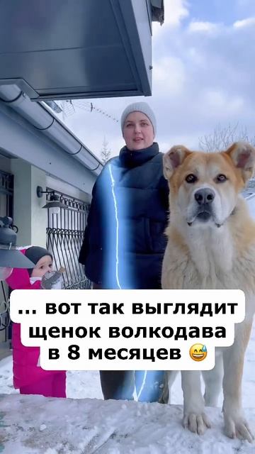 Взяли щеночка…😂 #волкодав #кавказскаяовчарка #кангал #щенок #собака смотреть онлайн