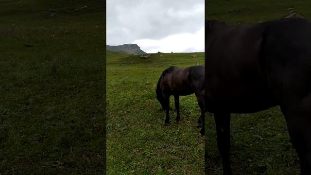 Карачаевский Жеребец по кличке Къараэль смотреть онлайн