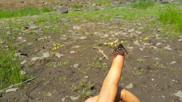 Checkerspot butterfly (Euphydryas editha) смотреть онлайн