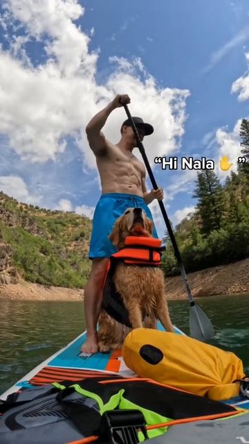My dog got recognized while paddle boarding #goldenretriever #dog смотреть онлайн