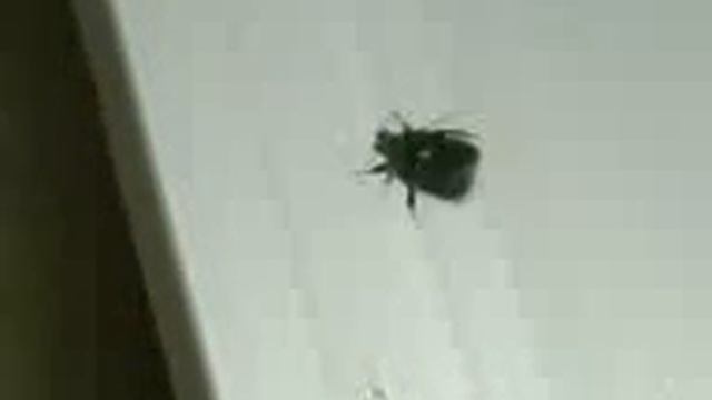 Stupid Beetle. смотреть онлайн