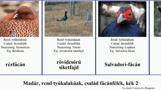 Madár, rend tyúkalakúak, család fácánfélék, kék 2 frankolin fogoly tibeti bird nagy kis nyerges смотреть онлайн