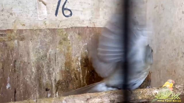 LEBAR LAGI!!!CEK HARGA BURUNG TERBARU DIBULAN PUASA KIOS BALTAQY PASAR BURUNG PRAMUKA смотреть онлайн