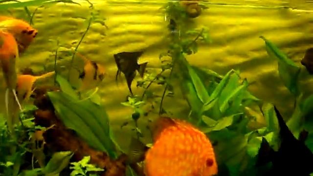 angelfish & diskus aquarium смотреть онлайн