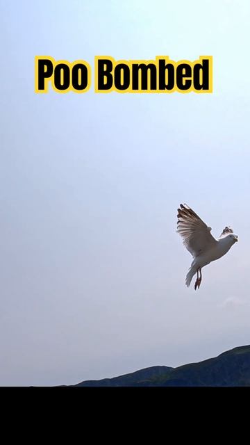 Under Attack while Cod Jigging смотреть онлайн