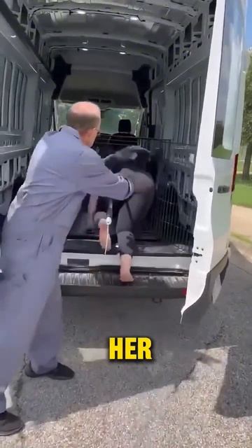 A girl turned herself into a dog - 🐶🐕 смотреть онлайн