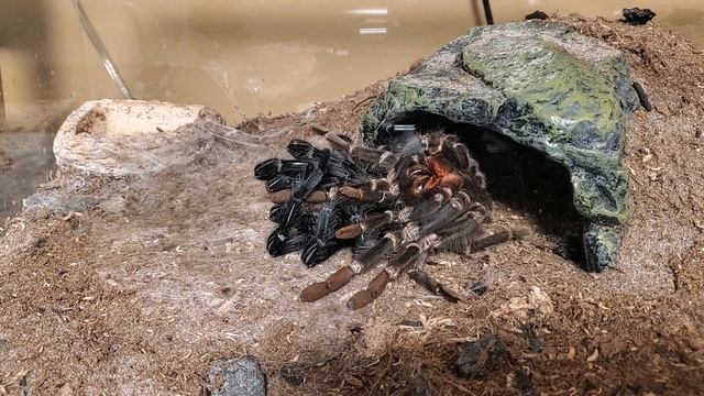 22 year old Lasiodora parahybana molting смотреть онлайн