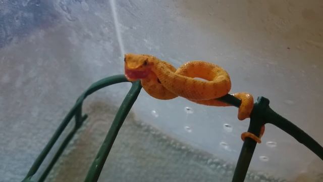 Feeding baby eyelash viper/Bothriechis schlegelii смотреть онлайн