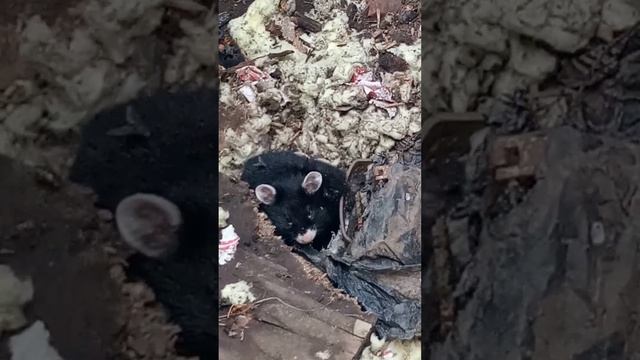 #shorts Карбыш на огороде! смотреть онлайн