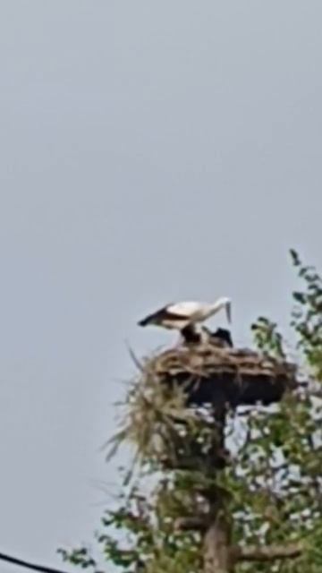 Stork chick eats #shorts смотреть онлайн