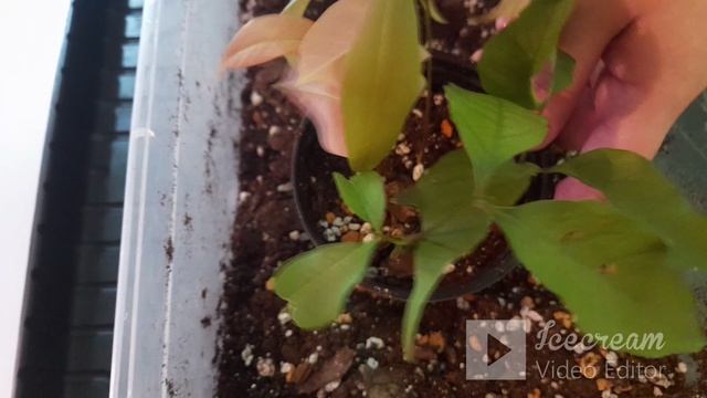 выращиваем личи смотреть онлайн