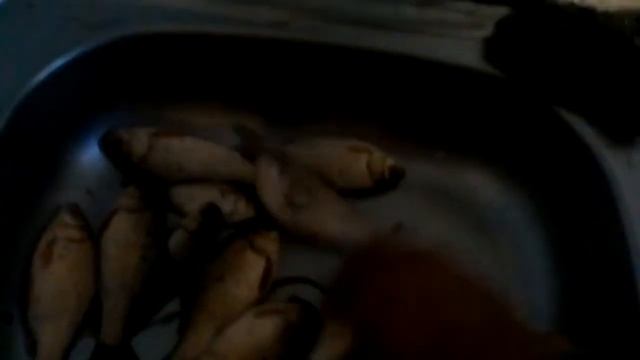 МОЙ УТРЕННИЙ УЛОВ...КРУПНЫЙ КАРАСЬ !!!! смотреть онлайн