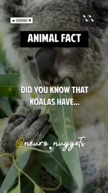 fun fact about koalas you probably didn't know! (MUST WATCH) #shorts #koala #animal смотреть онлайн
