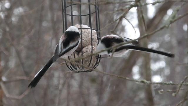 Long-tailed Tit/Stjärtmes at Tweety's Diner Jan 30 2022 смотреть онлайн