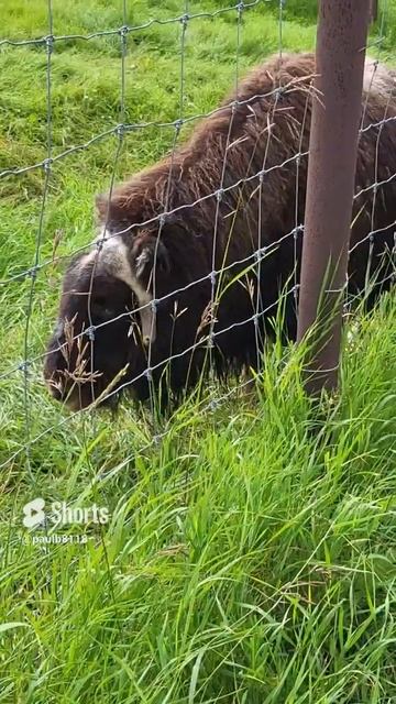 Musk Ox at the Musk Ox Farm Palmer Alaska #alaska #muskox #cute #cuteanimals #animal #animals #dog смотреть онлайн