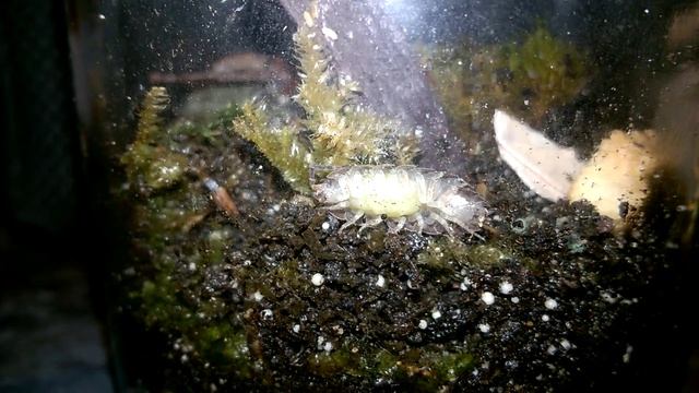 Porcellio scaber? pregnant смотреть онлайн