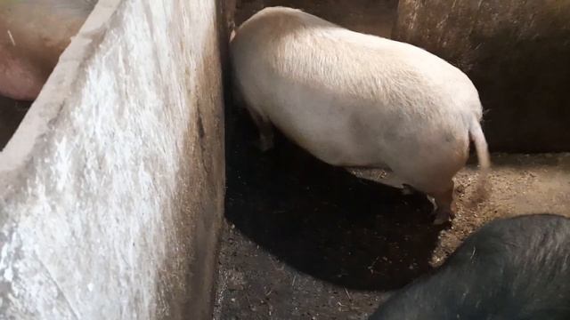 Вьетнамские свиньи//Свинки в охоте , покрывать не будем//14 апреля 2024 год смотреть онлайн