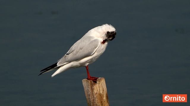 Karabaş martı,Black-headed Gull,Chroicocephalus ridibundus смотреть онлайн