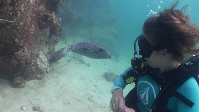 A curious scribbled filefish смотреть онлайн